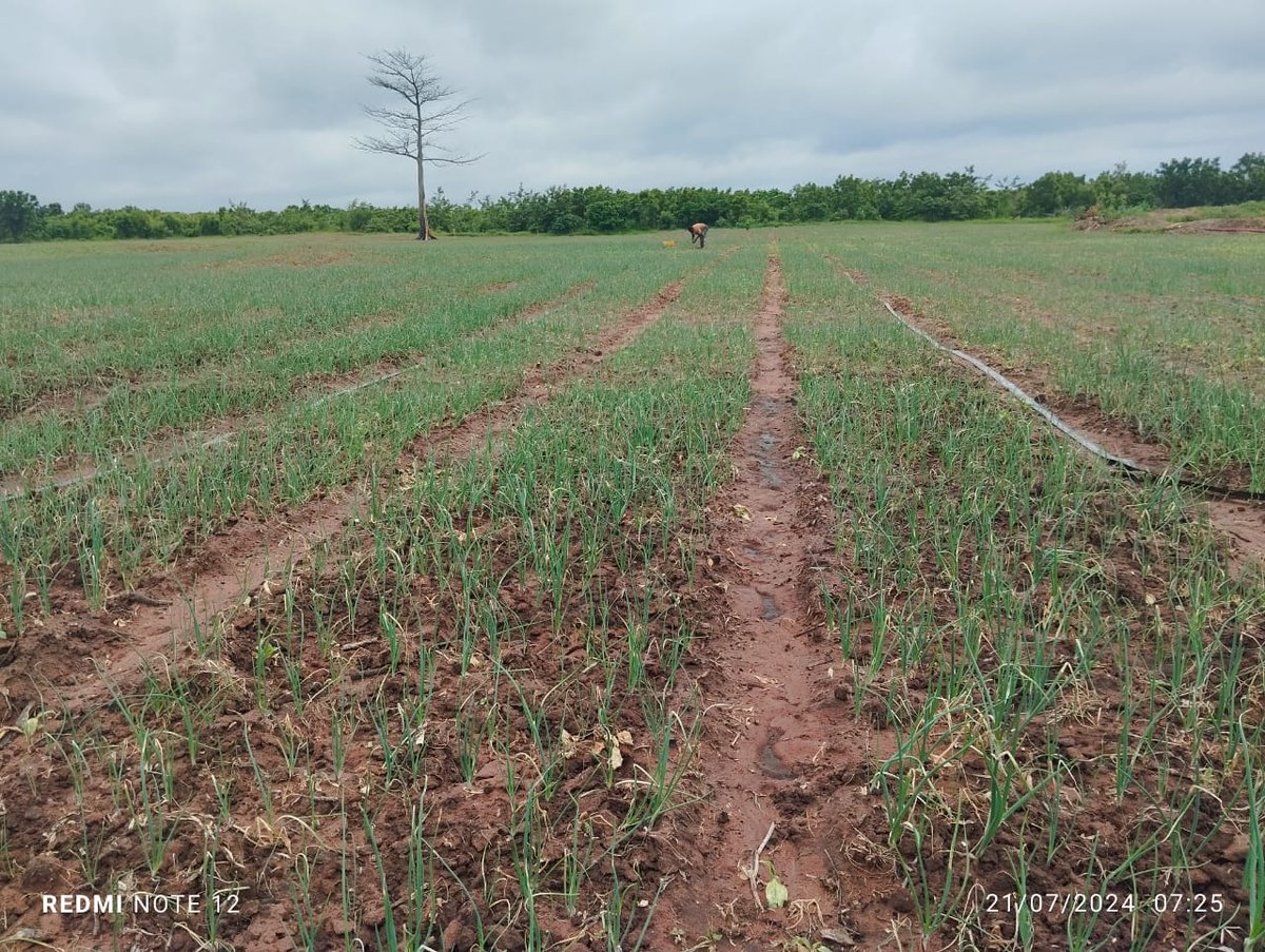 The Young Farmer tweet media