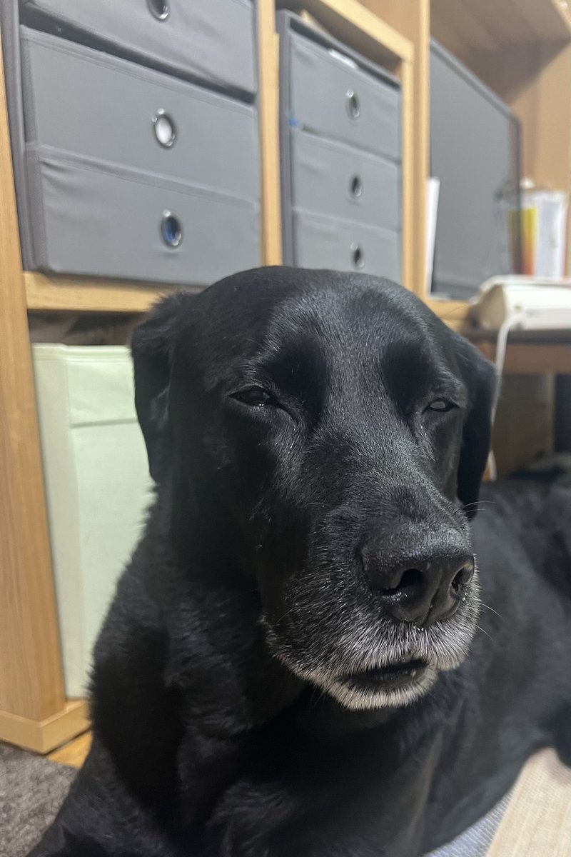 だみとも tweet media