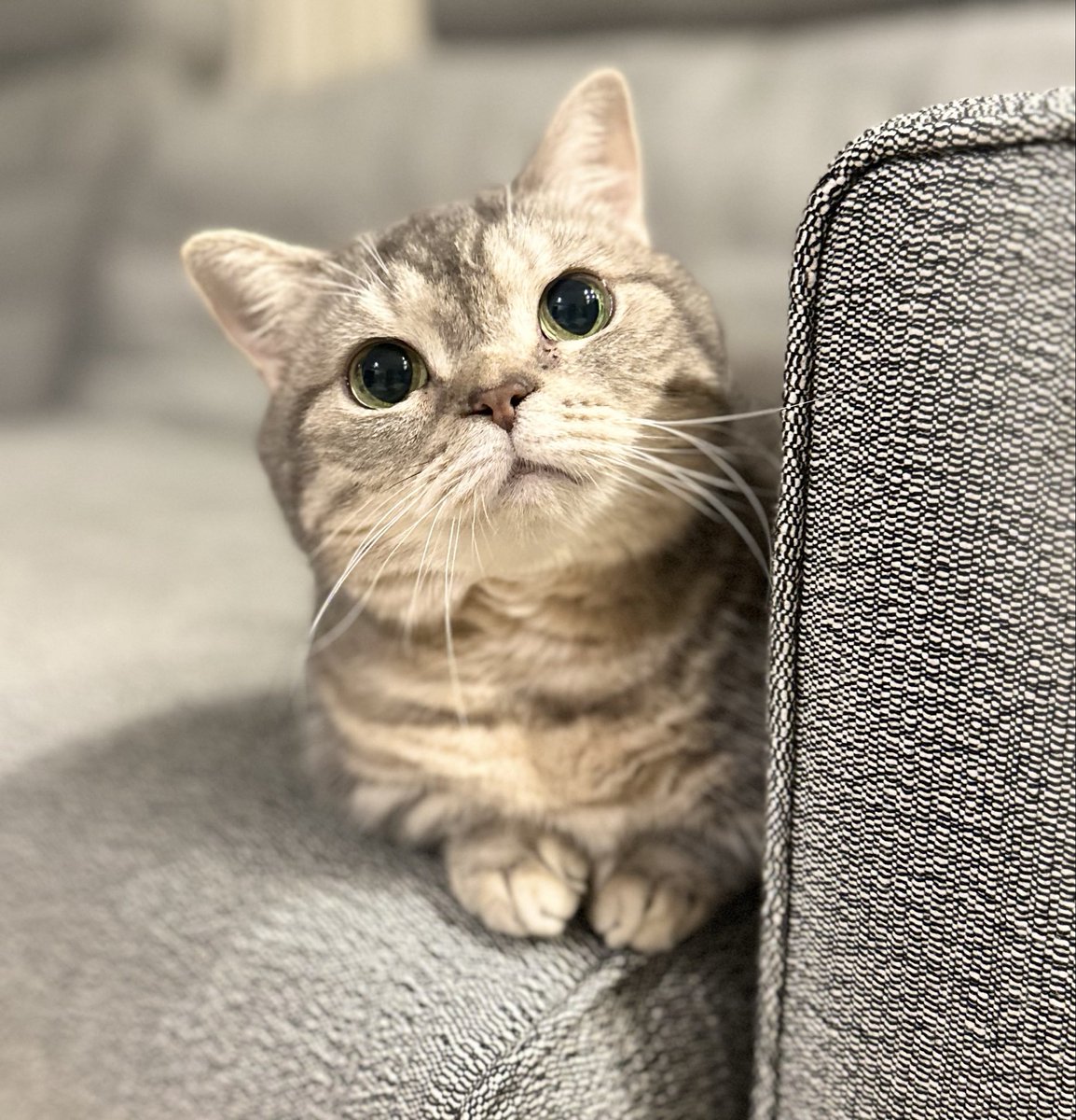 短足マンチカン♡よもぎ（更新のんびり） tweet media