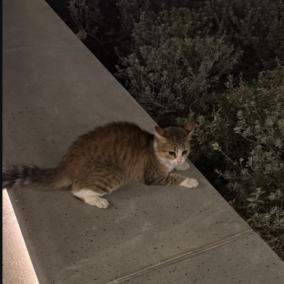 𝓡𝓲𝓼𝓪 tweet media