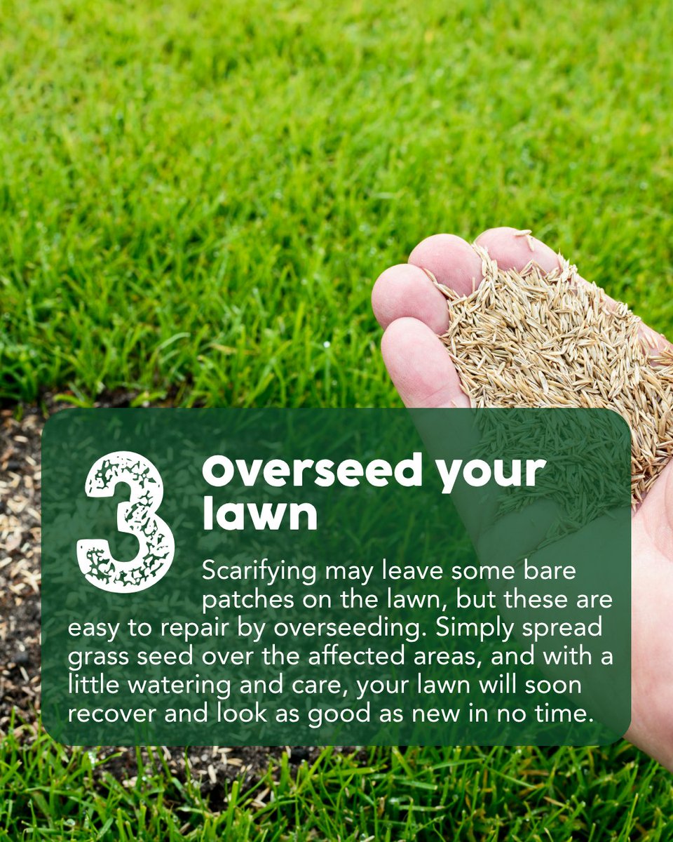 thegrasspeople's tweet image. Dealing with a mossy lawn doesn’t have to be a struggle!

Follow our expert guide to remove moss, feed your soil, and overseed for lasting results.

#TheGrassPeople #LawnCareMadeEasy #MossFreeLawn #LawnTransformation #GardenCare