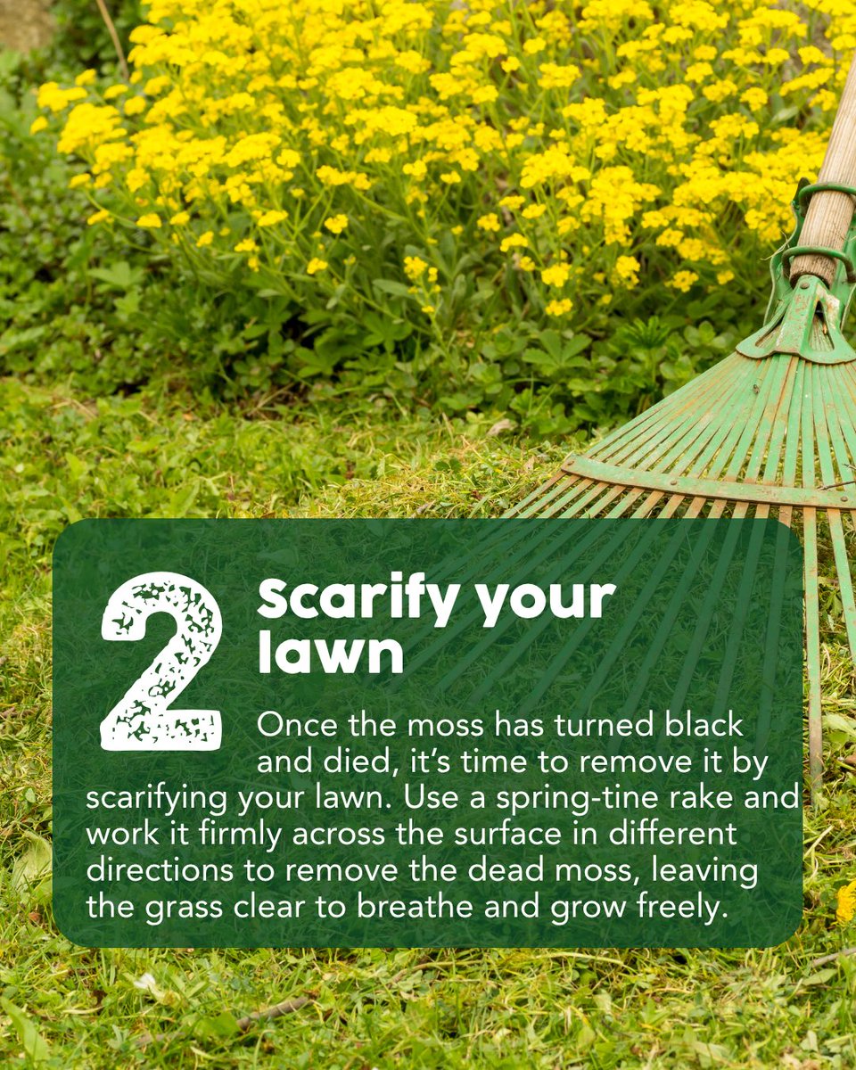 thegrasspeople's tweet image. Dealing with a mossy lawn doesn’t have to be a struggle!

Follow our expert guide to remove moss, feed your soil, and overseed for lasting results.

#TheGrassPeople #LawnCareMadeEasy #MossFreeLawn #LawnTransformation #GardenCare