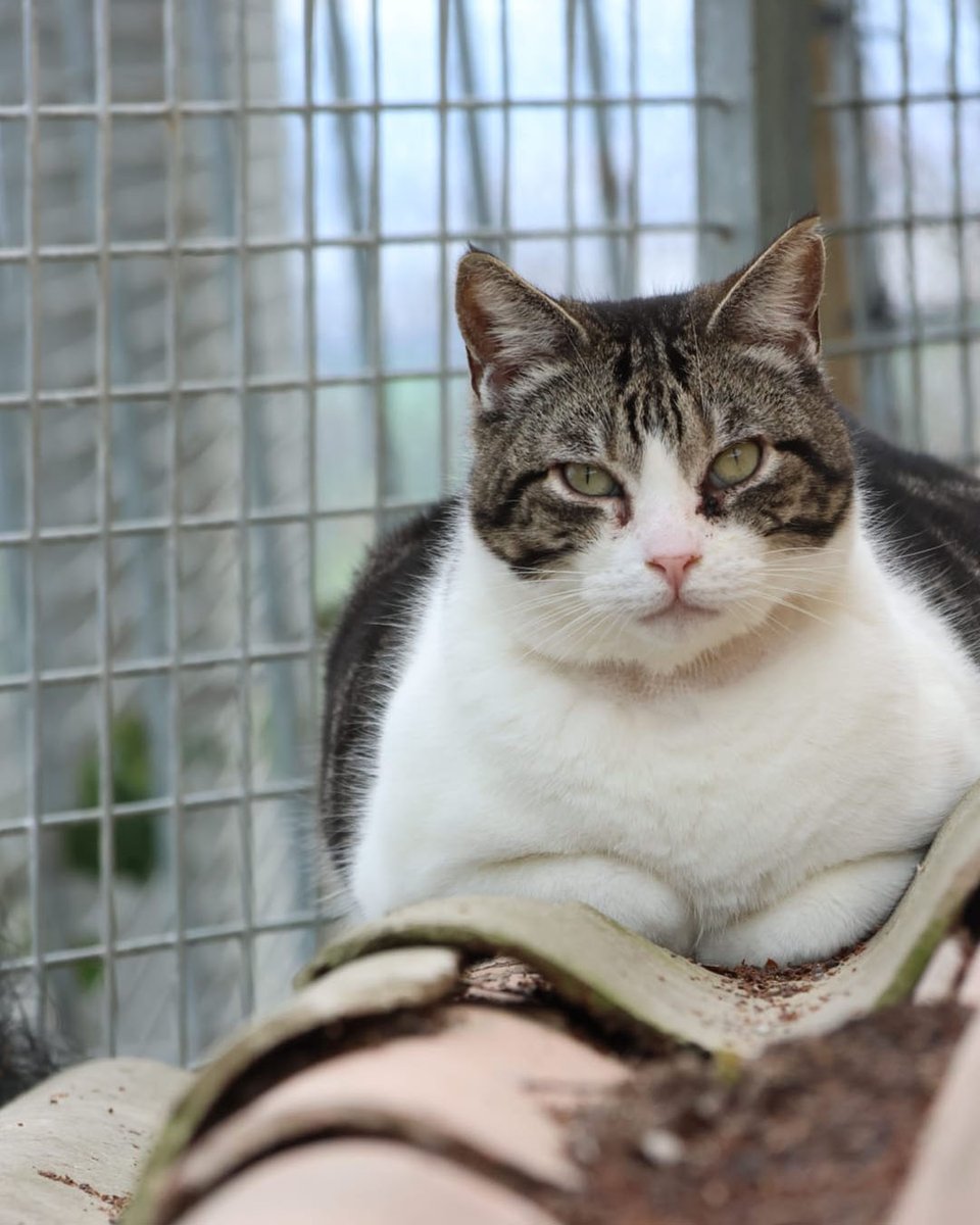 Protectora d'Animals d'Osona tweet media