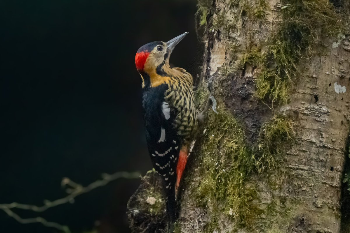 Aniket 🏳️🌈🏳️⚧️(he/him) tweet media