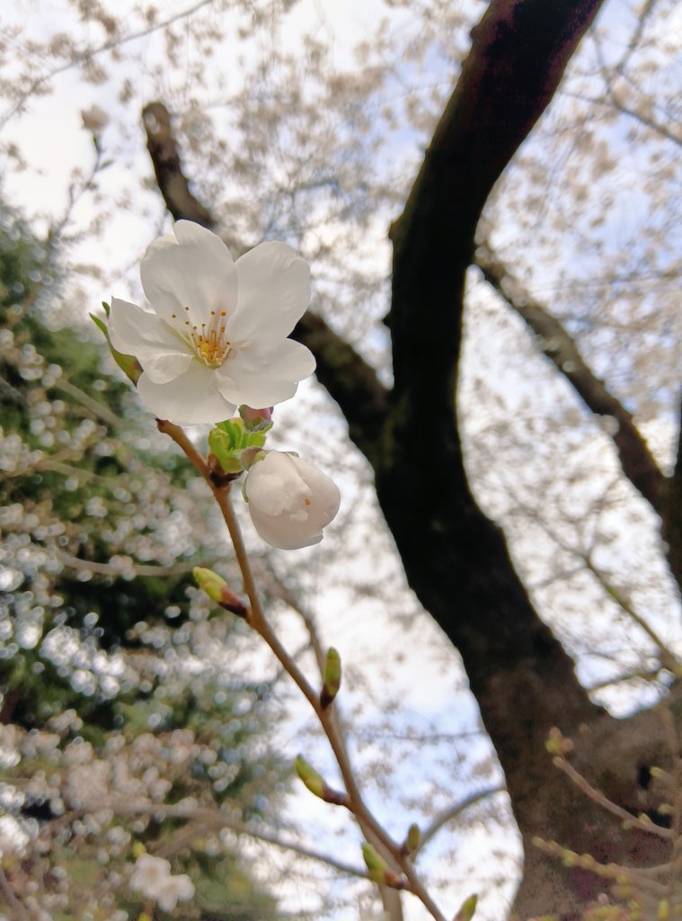 komoguab's tweet photo. 新宿御苑の桜とカフェのガトーショコラ🌸
美味しかったです🍨 https://t.co/UeqKiMK8bU
