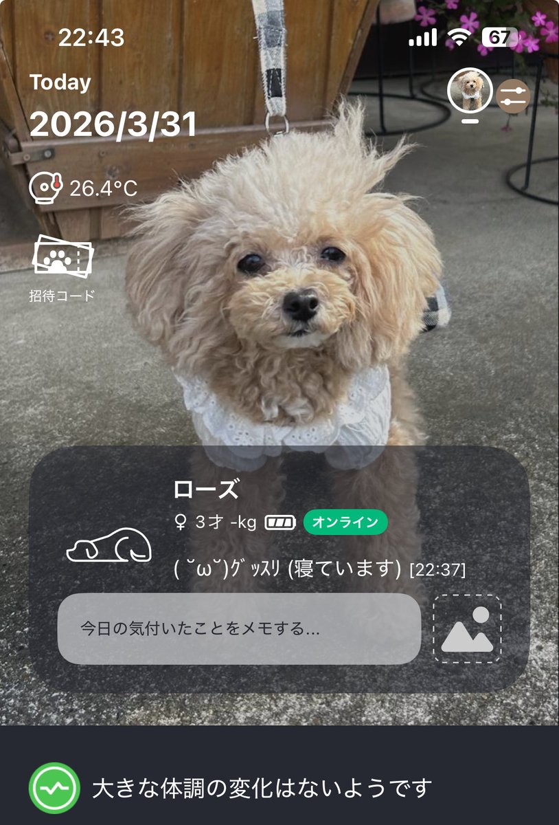 ローズマリー🌿 tweet media