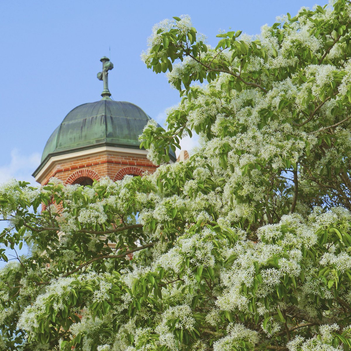 St. Tammany Parish tweet media