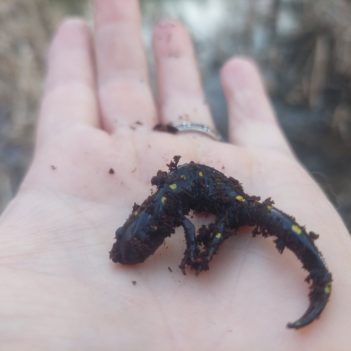 FourWands Wildlife tweet media