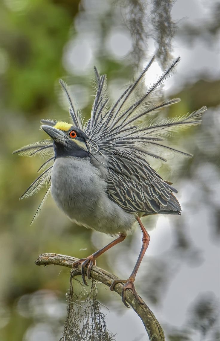 Untamed Path tweet media