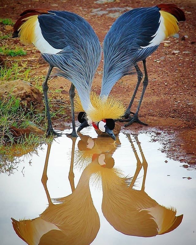 Untamed Path tweet media