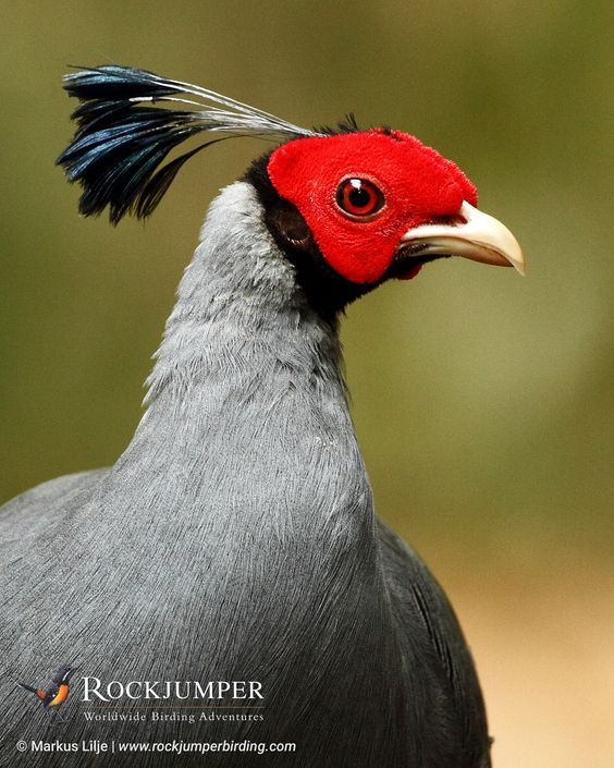 Untamed Path tweet media