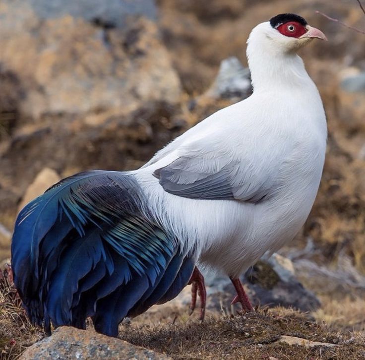 Untamed Path tweet media