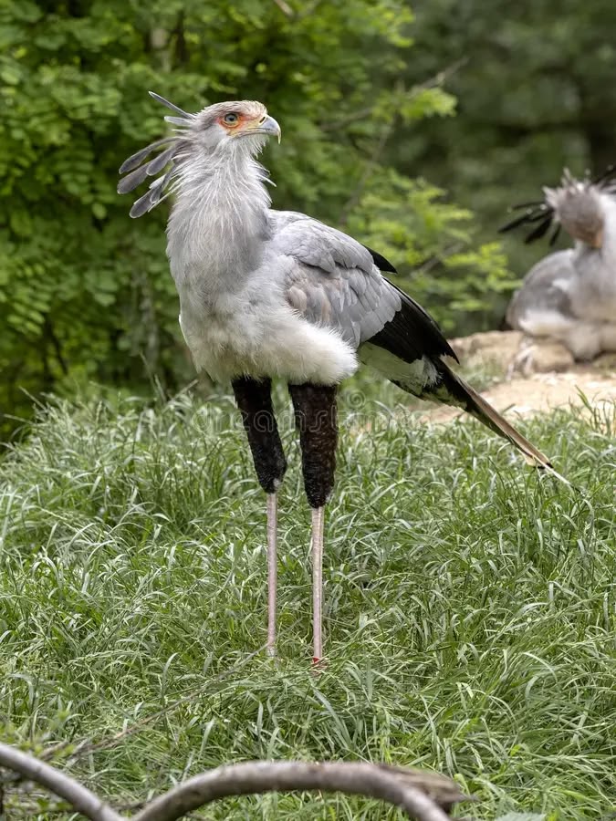 Untamed Path tweet media