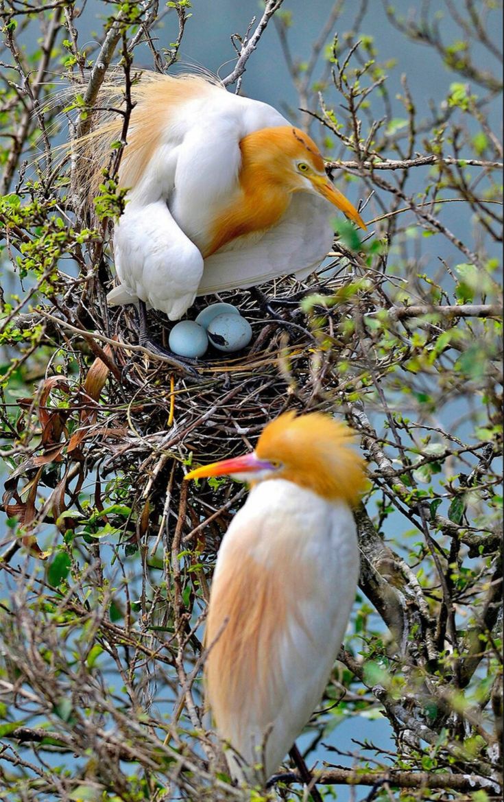 Untamed Path tweet media