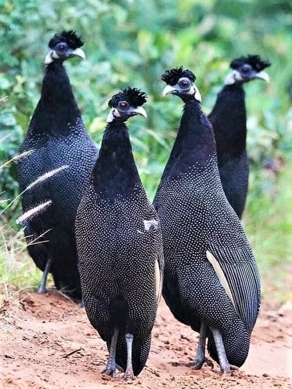 Untamed Path tweet media