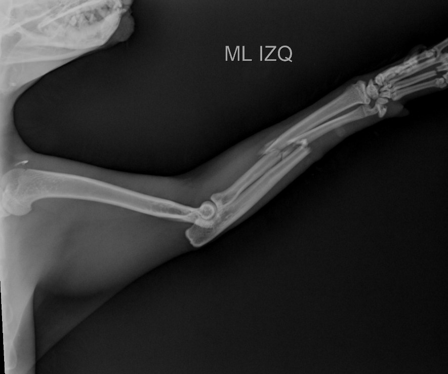 Gatánica tweet media