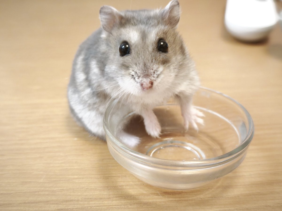 けまりさんちの仲間たち tweet media