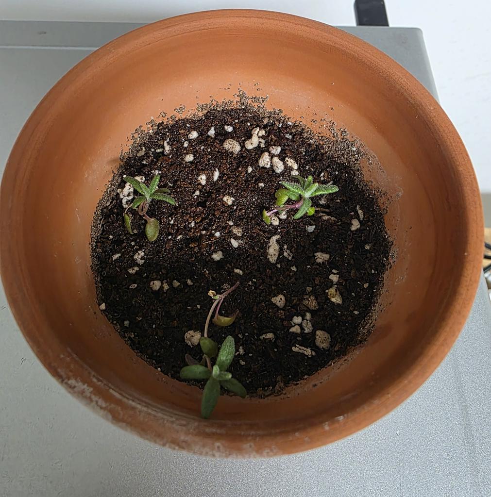 이브임. tweet media