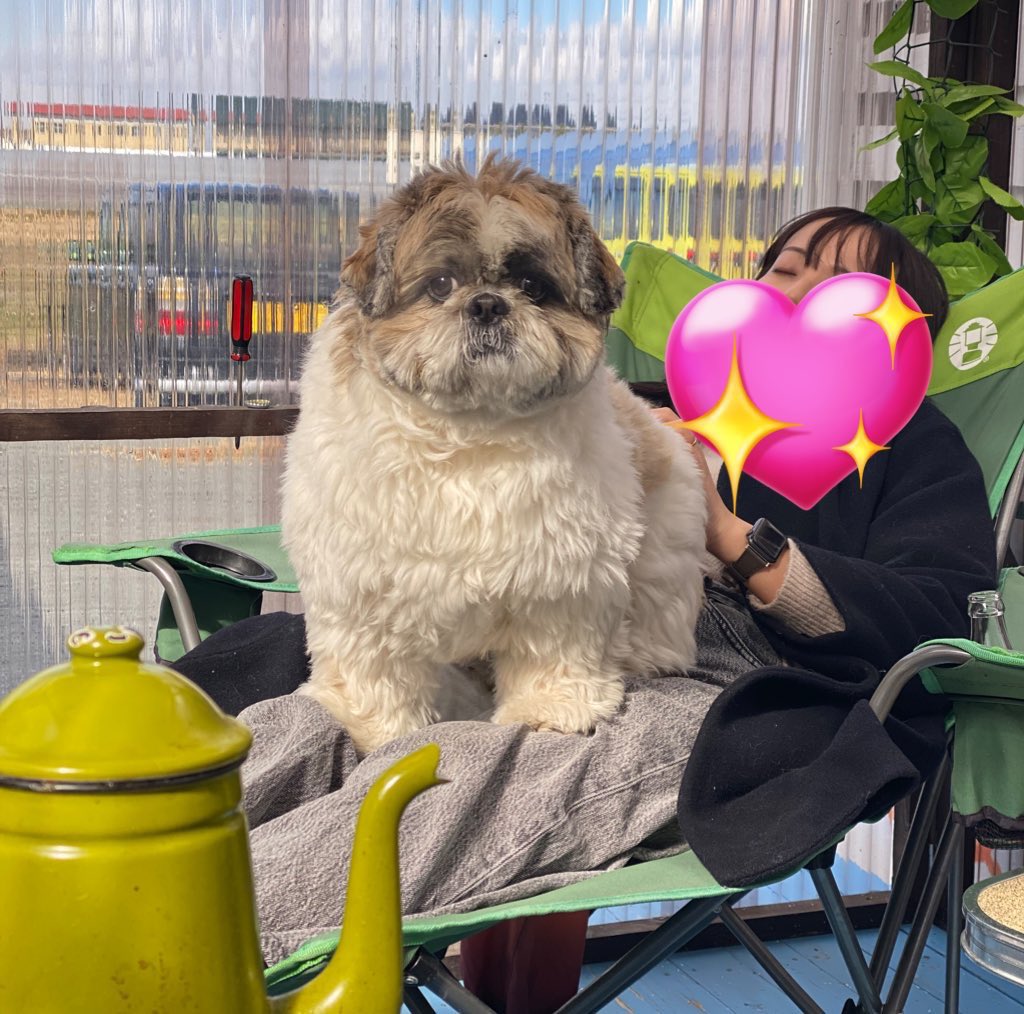 大きいシーズーたぬきち tweet media