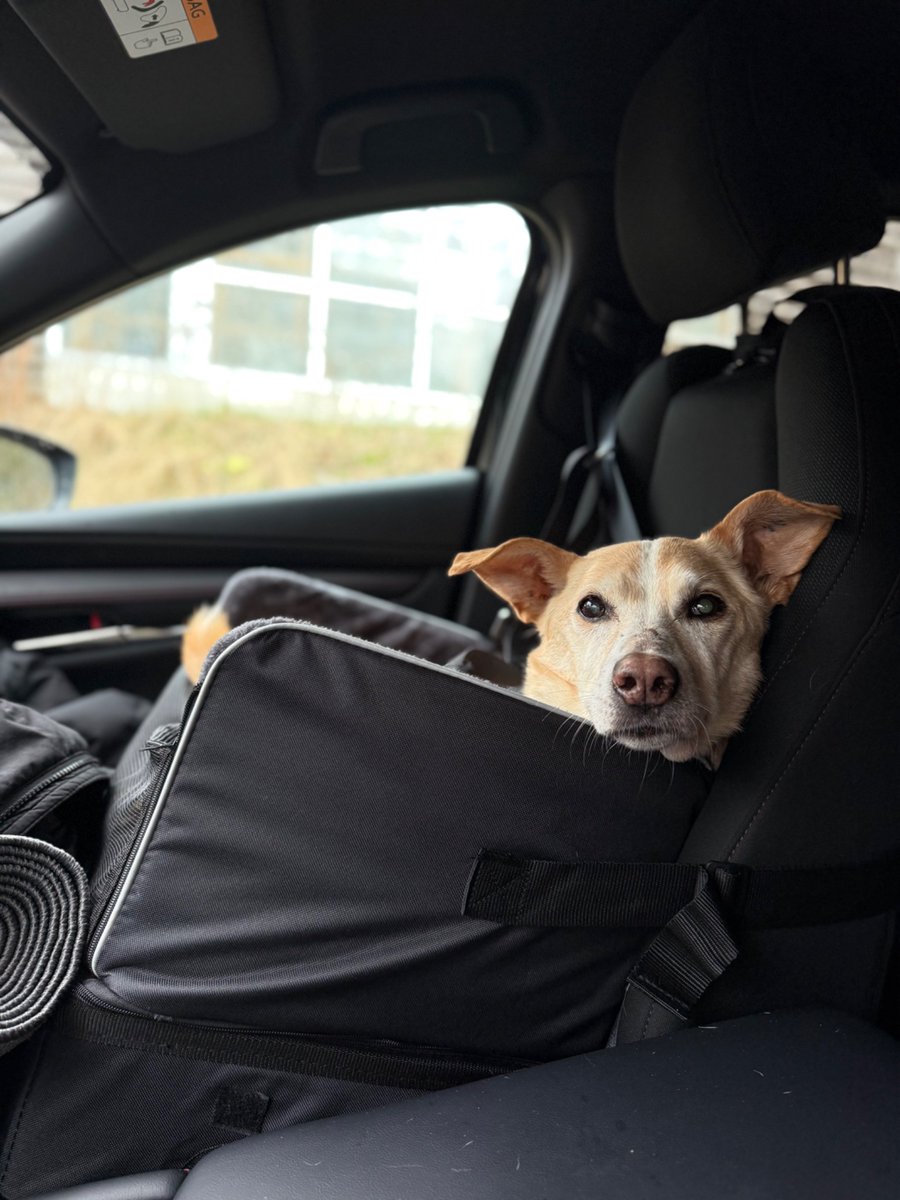 Sebastian Bicchi tweet media