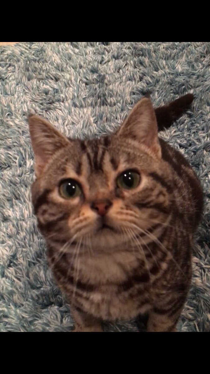 伊吹𓐃 tweet media