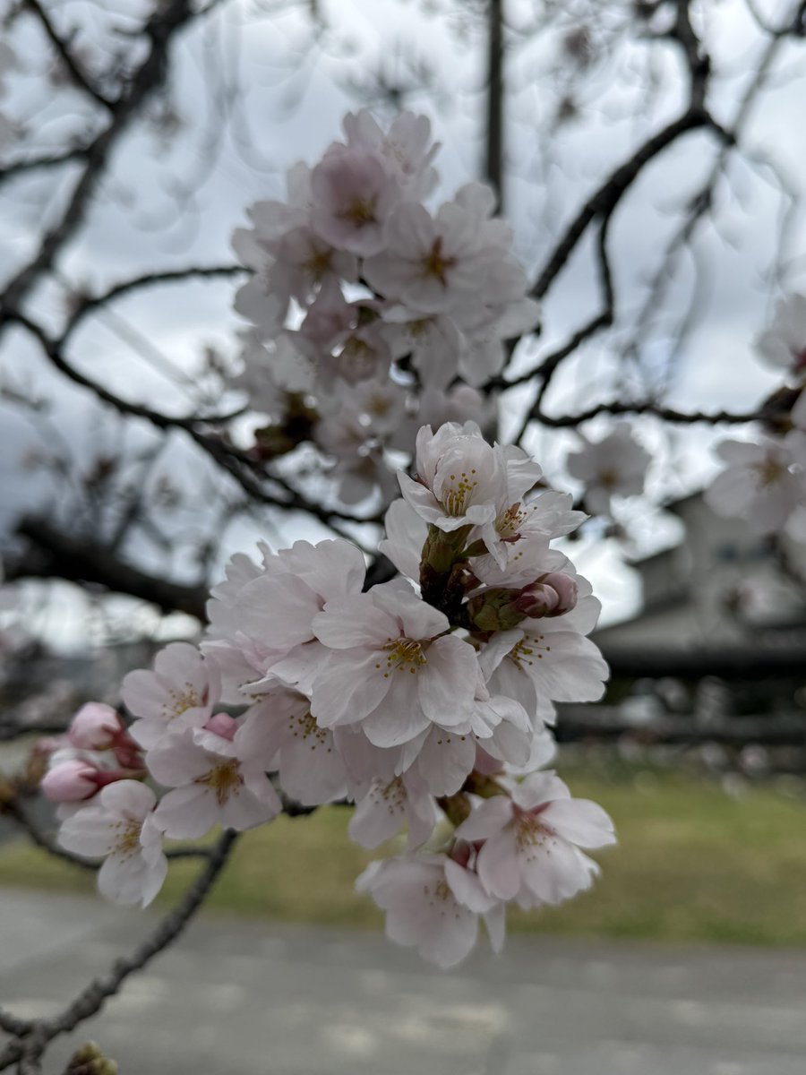 요삐로（よっぴろ） tweet media