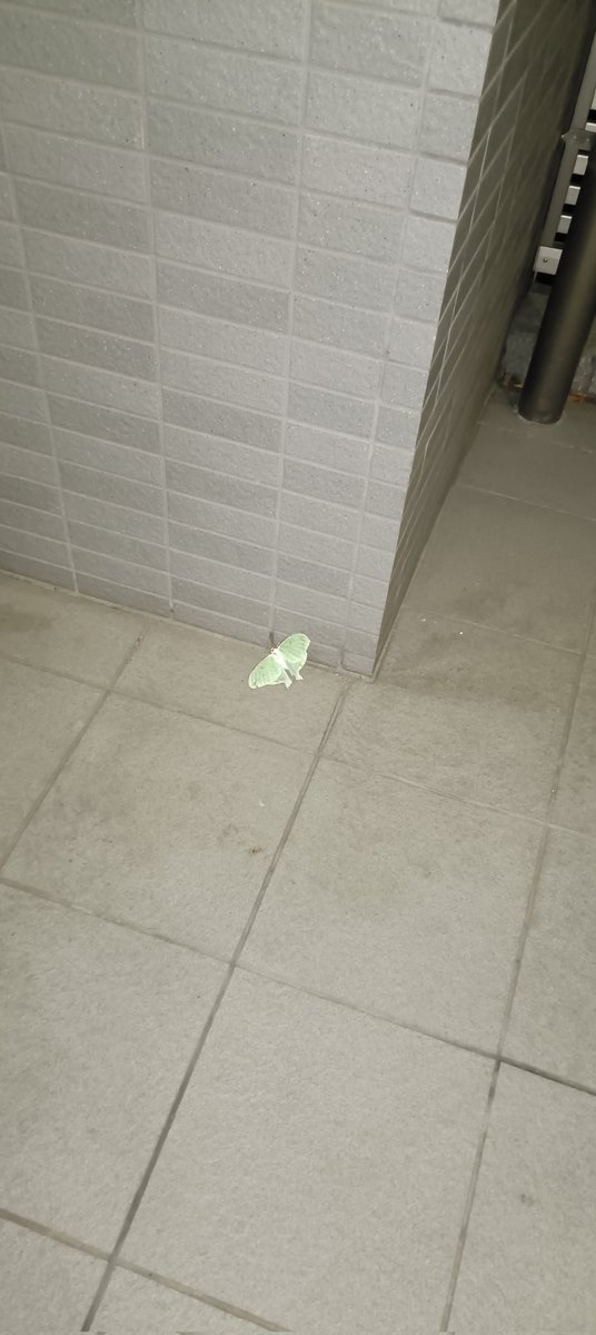 sooooup(スゥゥゥゥプ） tweet media