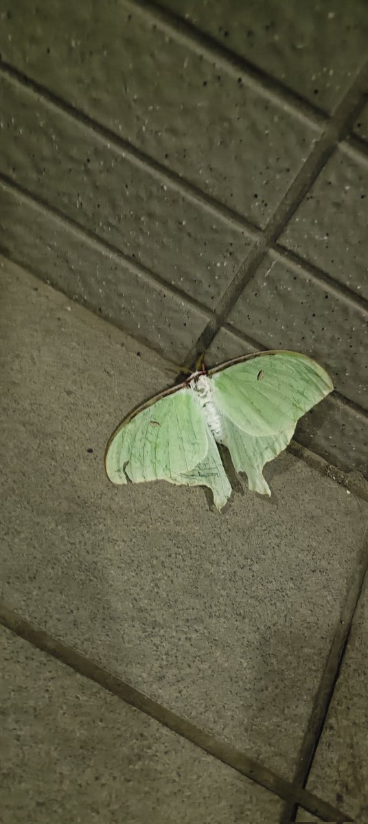 sooooup(スゥゥゥゥプ） tweet media