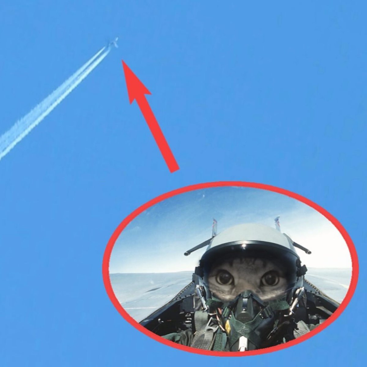 Punch Cat tweet media