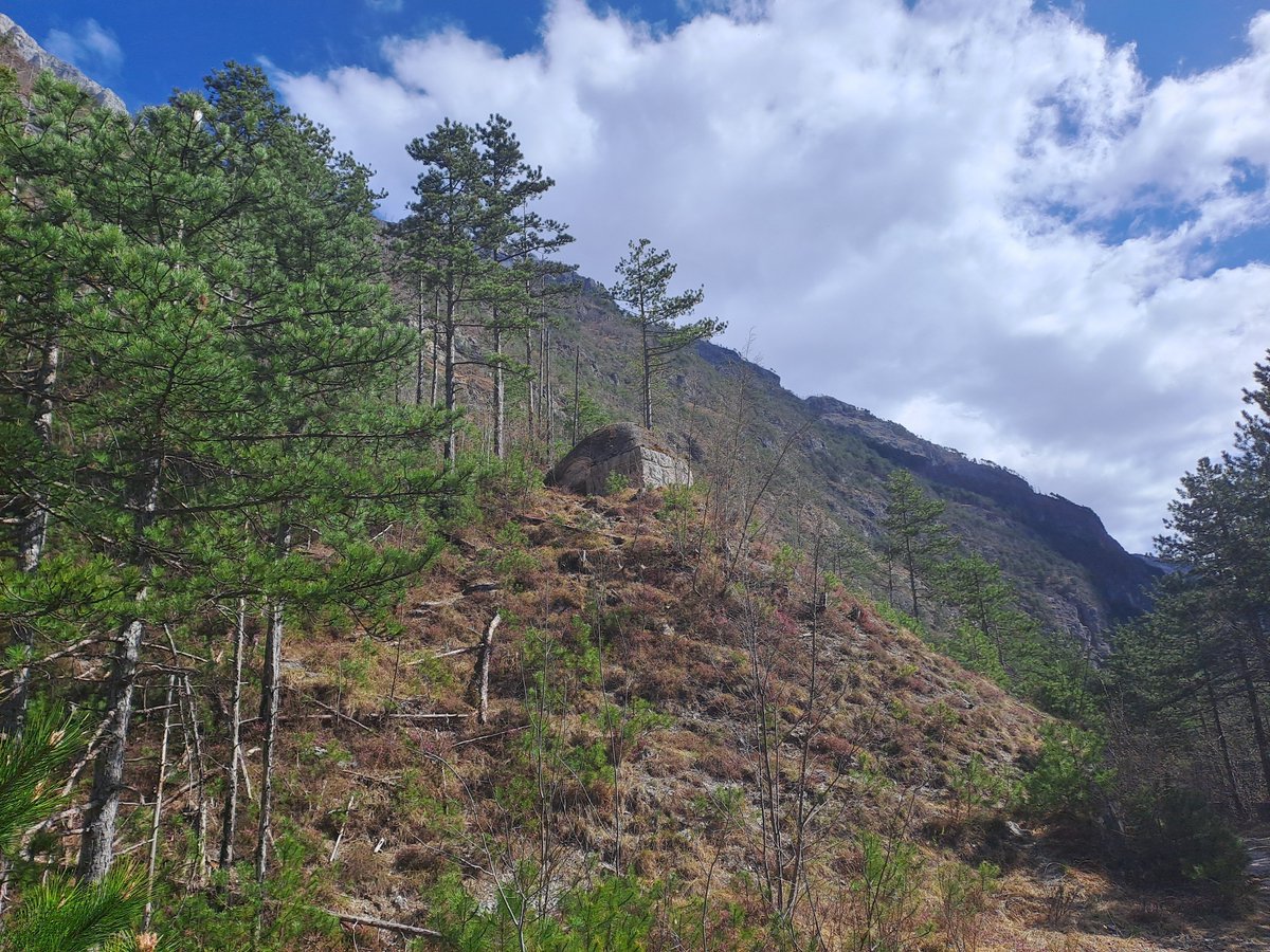 Roberto Bertoli tweet media