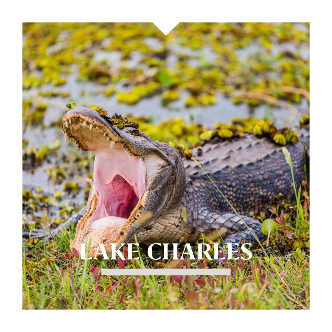 Group Travel Leader tweet media