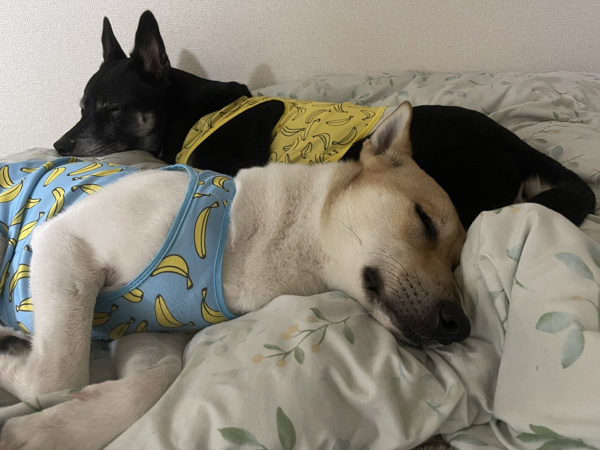 水野有彩 tweet media