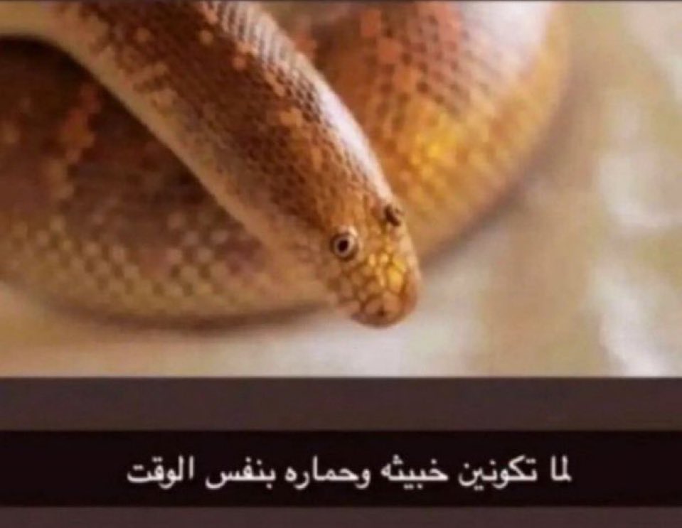 لانتانا tweet media