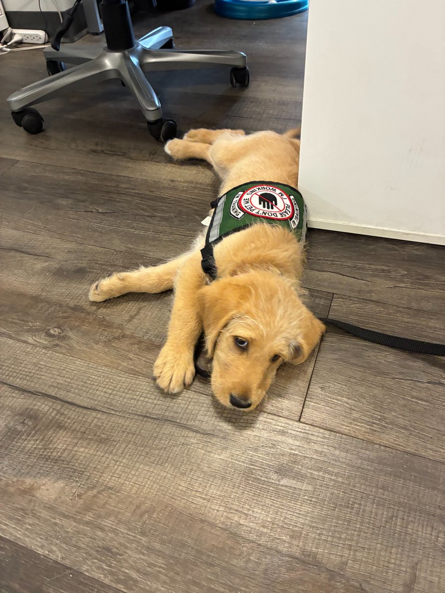 Got Your Six Dogs tweet media