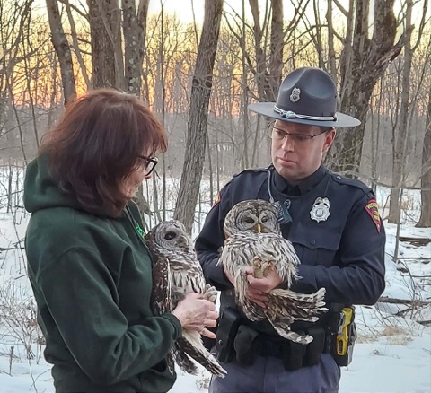 wistatepatrol's tweet image. Trooper Freiberg helped release a barred owl he found injured last fall. After rehab with Raptor Education Group, Inc., the owl recovered, cared for another patient, and was released alongside a companion. 
. 
. 
#TrooperTuesday #Service #Compassion