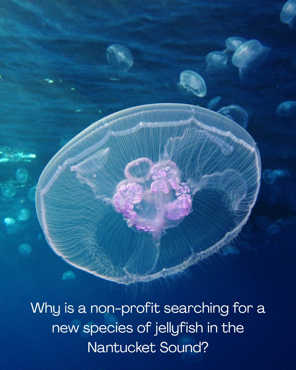 FishSens Magazine tweet media