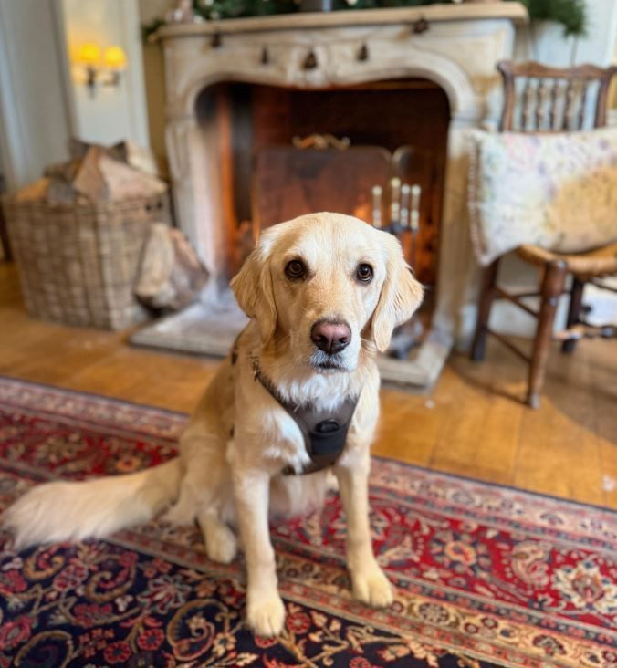 WeAcceptPets's tweet photo. 🐾 Dogs Welcome at The Arundell 🐾
Dogs are warmly welcomed throughout The Arundell, making it a wonderful place for guests travelling with their canine companions. 🌿
Accepts 🐶
https://t.co/rcEexTuYxf
#TheArundell #DogFriendlyStay #DogFriendlyHotel #TravelWithDogs #Lifton https://t.co/7pYUB4KNMN