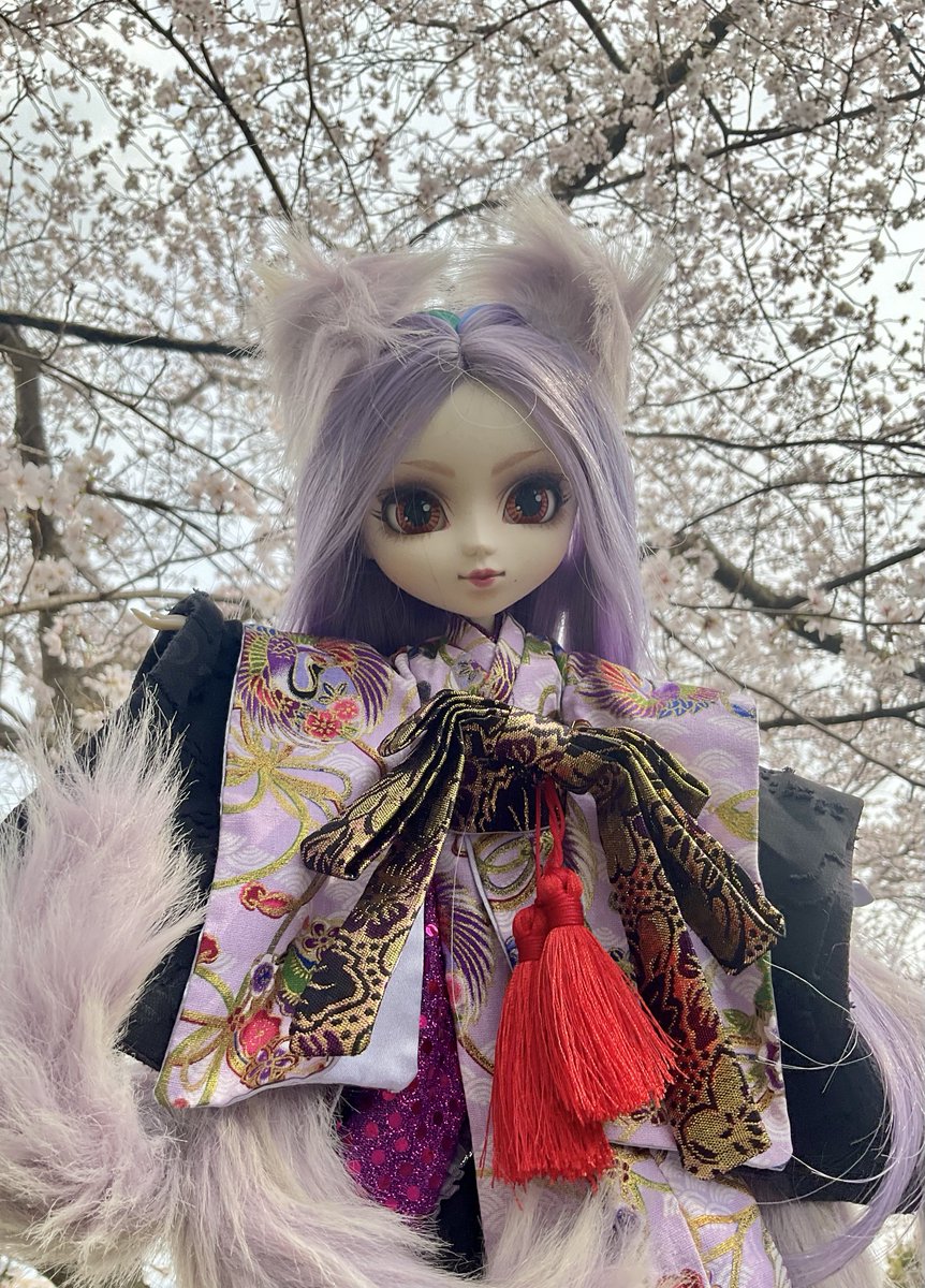 A_Records7's tweet photo. 本日で2026年の3月も最終日。日本の年度末、新年度を前に、楽しみがあったり大変だったり。何かと気忙しいですね。
そして桜の季節を今年も迎えました。
夢か現か、其の間を漂う様な空間に魅了されるひと時。
桜には九尾狐が恒例となりました。
今宵は中田喜直:『さくら横ちょう』を聴きながら。 https://t.co/pSyzBc9K06
