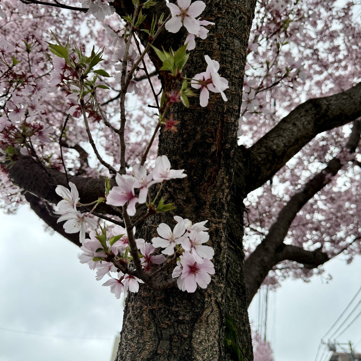 🌸 あい 🌸 tweet media