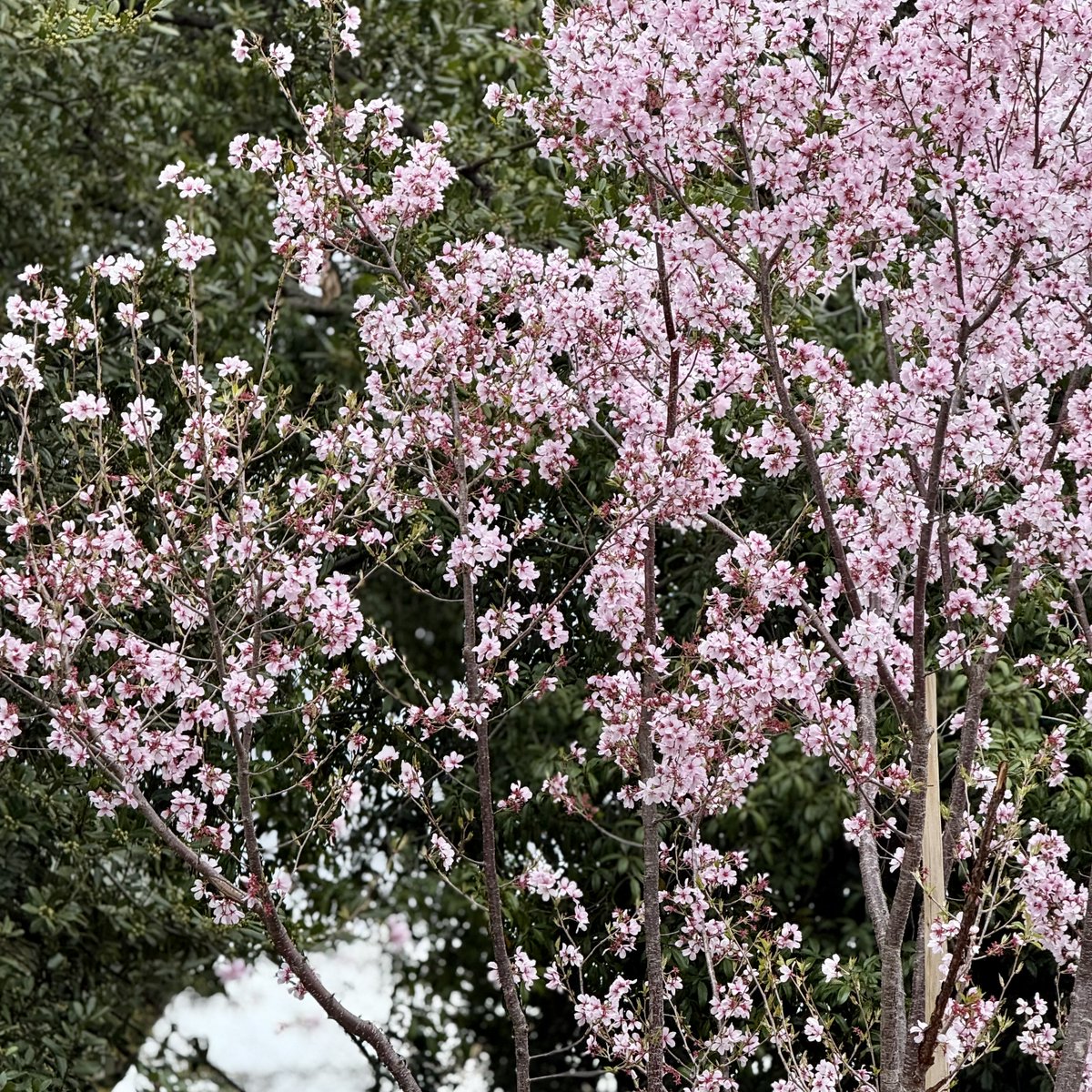 🌸 あい 🌸 tweet media