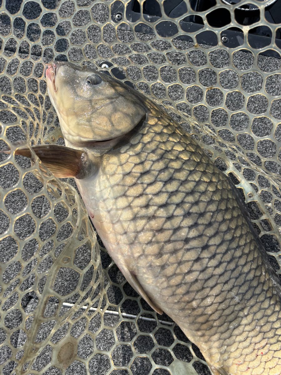 稲吉 良介 tweet media