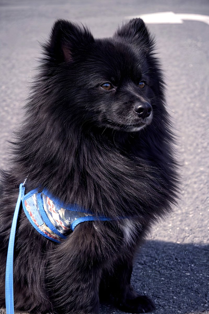 ちょーかっこいーぬ tweet media