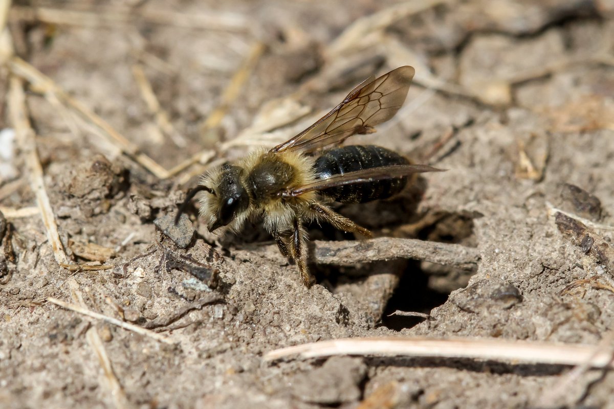 Back In The Yard🐝🦋 tweet media