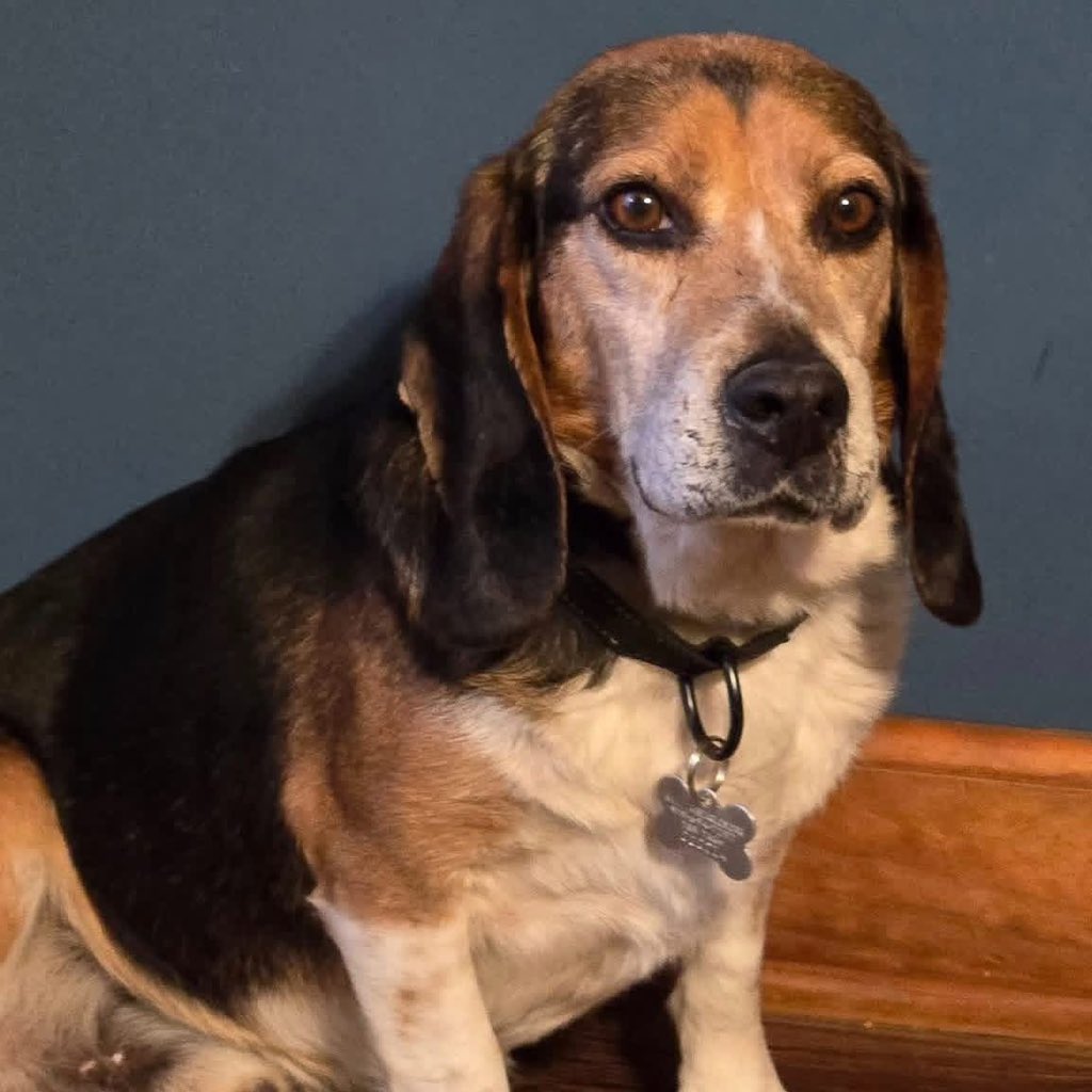 TriBeagles tweet media