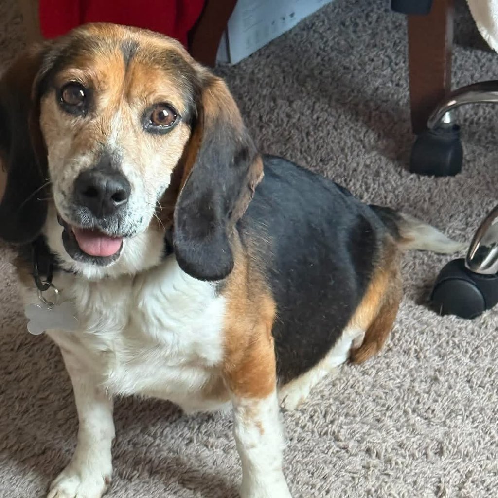 TriBeagles tweet media