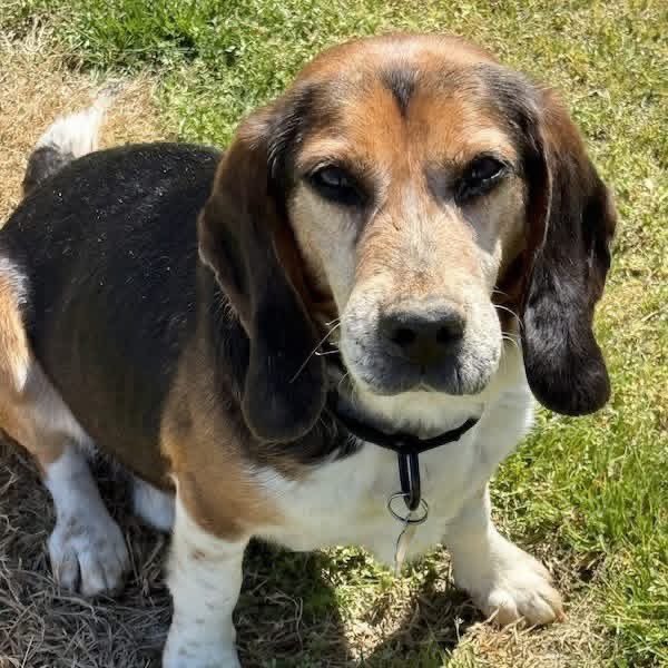 TriBeagles tweet media