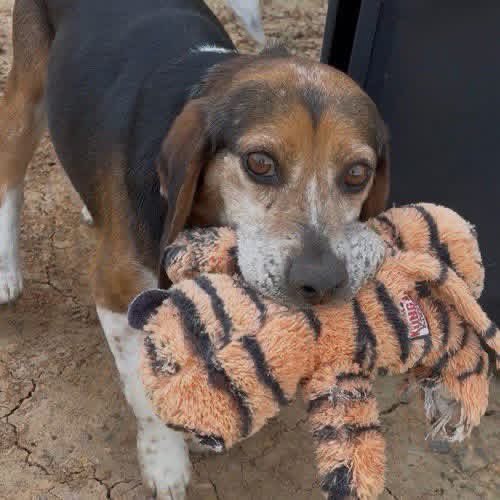 TriBeagles tweet media