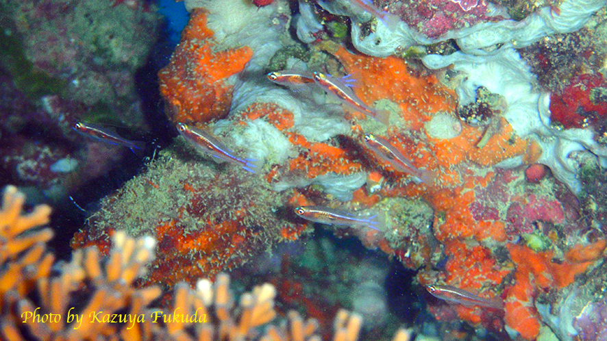 AnimSocLabOMU's tweet photo. Our paper on monogamous mating system in the goby Trimma marinae has been published in Journal of Ethology. https://t.co/5HdA63dN7Q #goby #Japan #fish #ecology #OMU #大阪公立大学 #北里大学 #東京海洋大学 https://t.co/DC9rmLcHU3