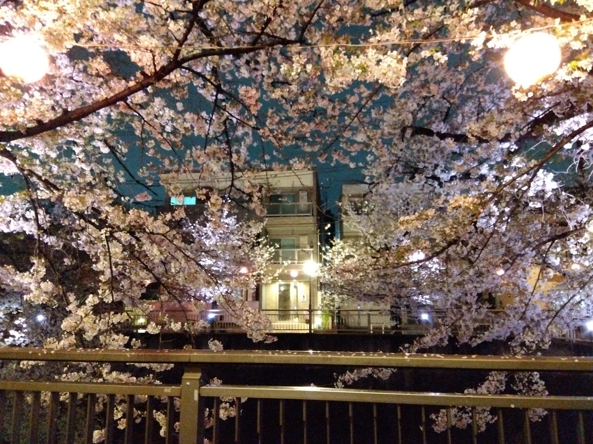 いちぜん tweet media