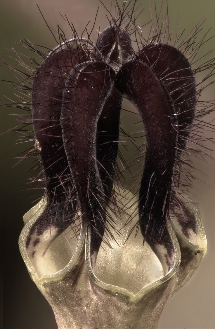 Rubedo Nihil tweet media